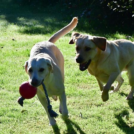 Naturforsthaus Eddas Zimmer Fuer Hunde - Und Naturverbundene Menschen Bed and Breakfast Preitenegg Eksteriør billede