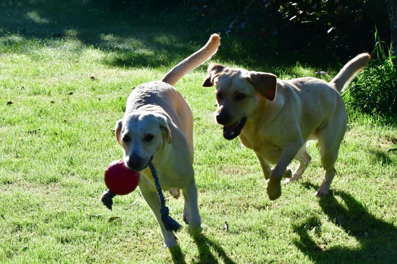 Naturforsthaus Eddas Zimmer Fuer Hunde - Und Naturverbundene Menschen Bed and Breakfast Preitenegg Eksteriør billede